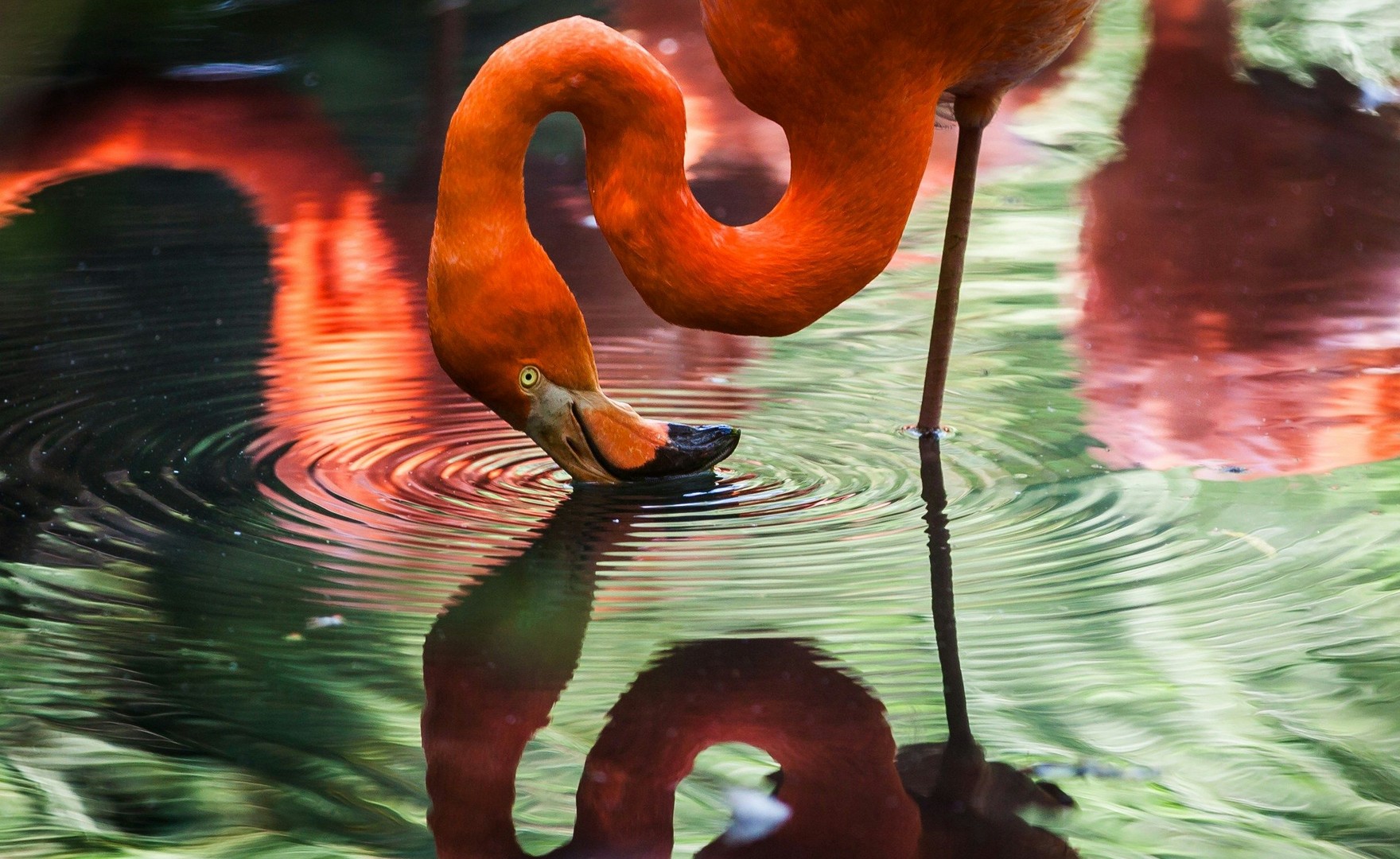Photo of a flamingo in water and its reflection