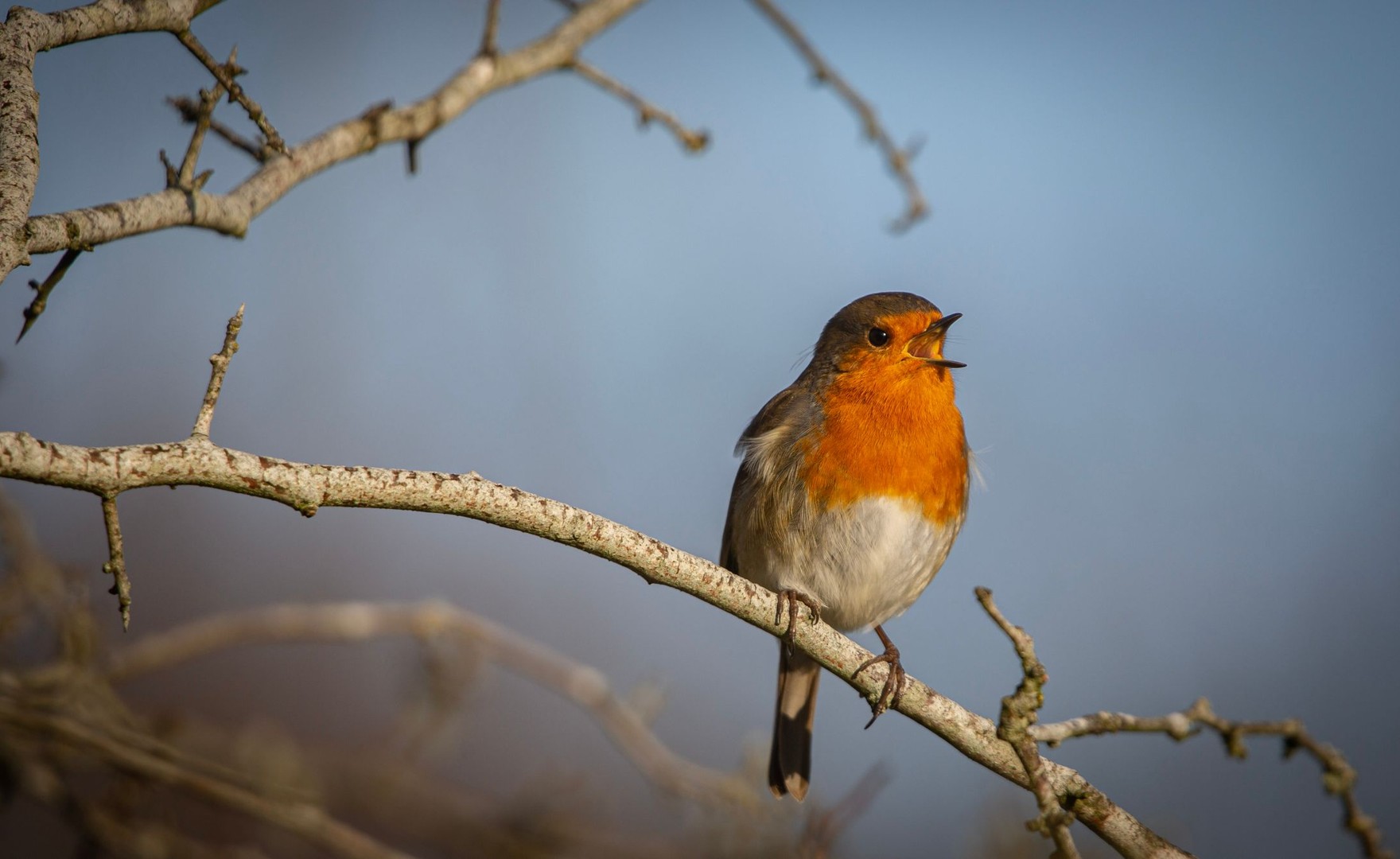 Photo of a Robin singing